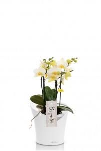 Орхидея Бьюти ORCHIDEA 18/40 см, Белый матовый Орхидея Бьюти ORCHIDEA 18/40 см, Белый матовый