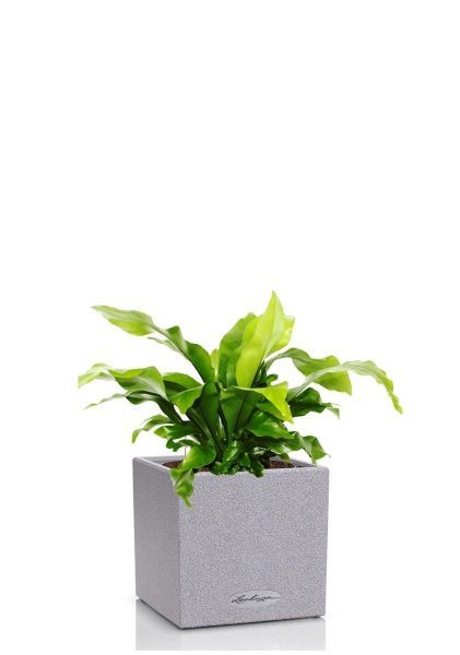 Асплениум Нидус 12/25 см в CANTO STONE 14