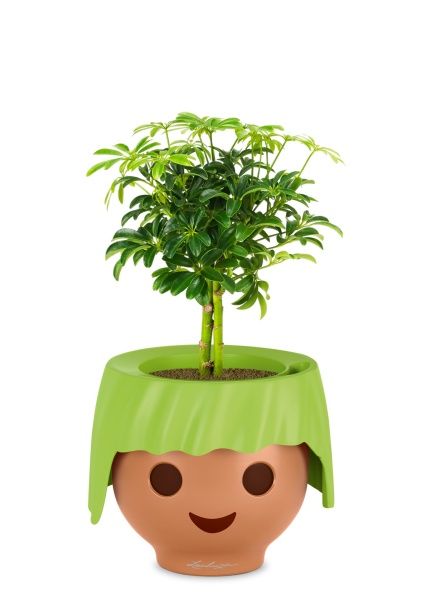 Шеффлера компакта на штамбе 12/40 см в OJO Шеффлера компакта на штамбе 12/40 см в OJO