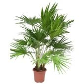 Ливистона d32 см h160 см