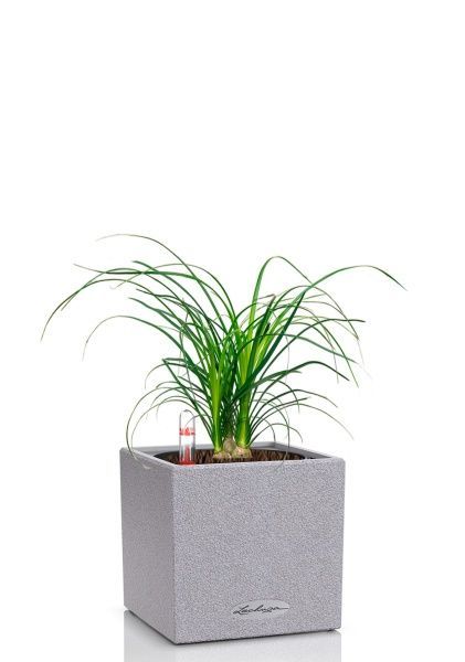 Нолина 3 луковицы 12/30 см в CANTO STONE 14