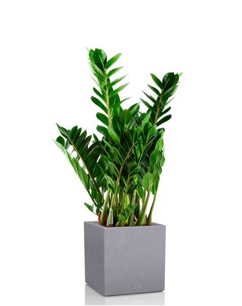 Замиокулькас 21/80 см в CANTO STONE LOW 30