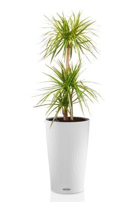 Драцена Маргината Санрей 3 ствола 27/150 см в CILINDRO COLOR 32, белый