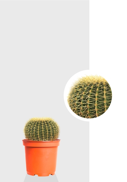 Эхинокактус Грузони 12/20 см Эхинокактус Грузони 12/20 см