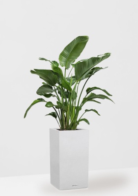 Стрелиция Николай 27/150 см в CANTO STONE HIGH 40, песочный белый