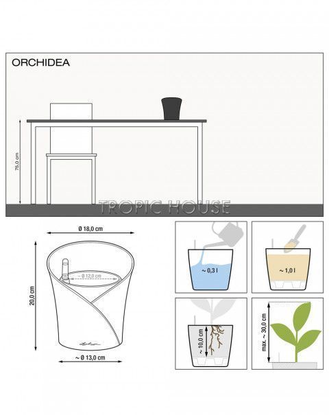 Орхидея Мильтония белая в ORCHIDEA 18 Орхидея Мильтония белая в ORCHIDEA 18