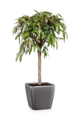 Фикус Амстел Кинг на штамбе 27/120 в QUADRO LS 35, антрацитовый металлик Фикус Амстел Кинг на штамбе 27/120 в QUADRO LS 35, антрацитовый металлик