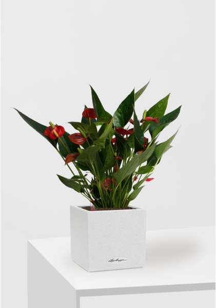 Антуриум Андрианум Карма красный 12/43 см в CANTO STONE 14