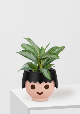 Аглаонема Сильвер Бей 12/35 см в OJO