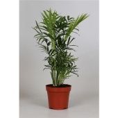 Хамедорея Элеганс d12 см h40 см тип 2 Хамедорея Элеганс d12 см h40 см тип 2