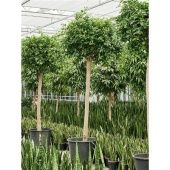 Фикус Нитида на стволе d70 см h325 см