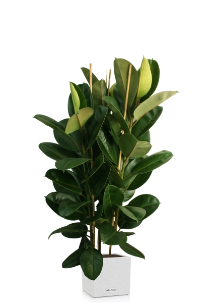 Фикус Эластика Робуста 3 ствола 35/160 см в CANTO STONE LOW 40