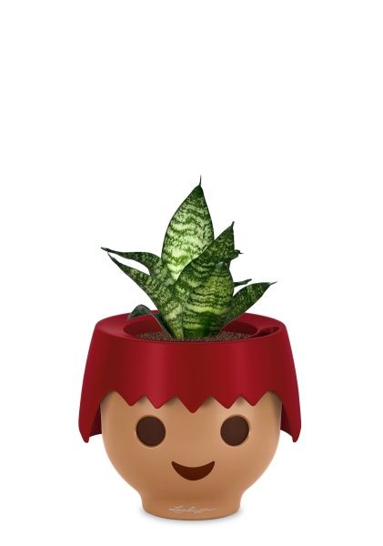 Сансевиерия Форест Стар в OJO