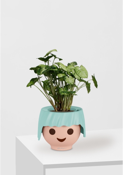 Сингониум Пикси 12/20 см в OJO