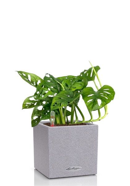 Монстера Манки 12/30 см в CANTO STONE 14