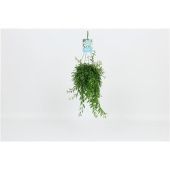 Эсхинантус Яфролепис ампельный d14 см h30 см