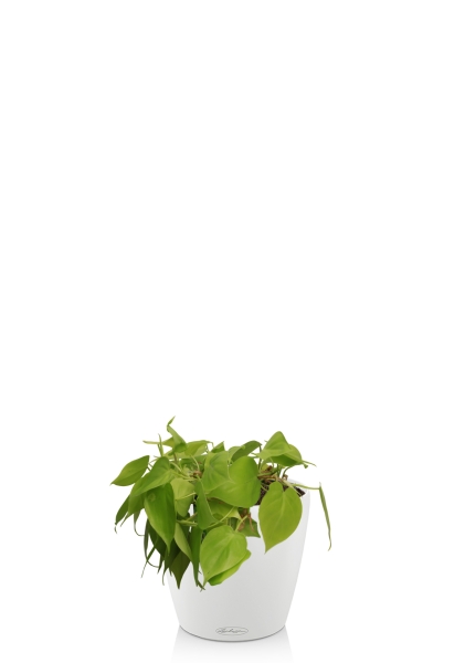 Филодендрон Лайм 15/40 см в CLASSICO COLOR 21