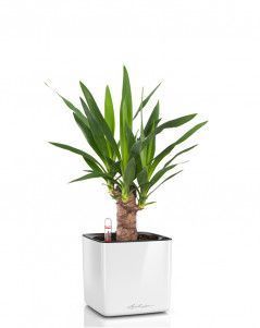 Юкка в CUBE GLOSSY 14