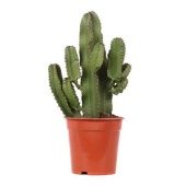 Эуфорбия Эритрея Канарская d21 см h60 см