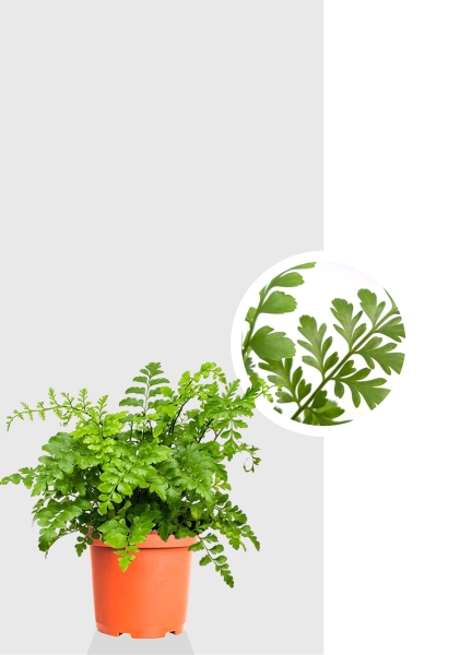 Папоротник Парвати 27/60 см