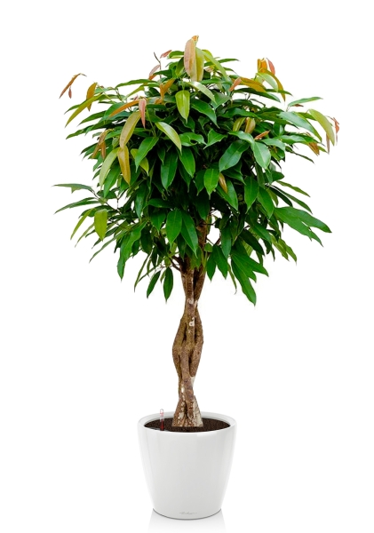 Фикус Биннендийка Амстел Кинг переплетенный 27/140 см в CLASSICO LS 35