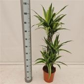 Драцена Лемон Лайм Джамбо 3 ствола d21 см h115 см