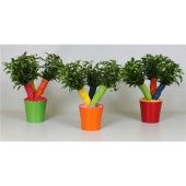 Фикус Бенджамина Крейзи Трии Саммерстайл d12 см h35 см тип 1