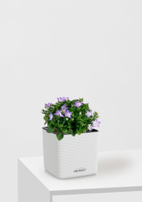 Кампанула Амбелла 12/25 см в CUBE COLOR 14, белый