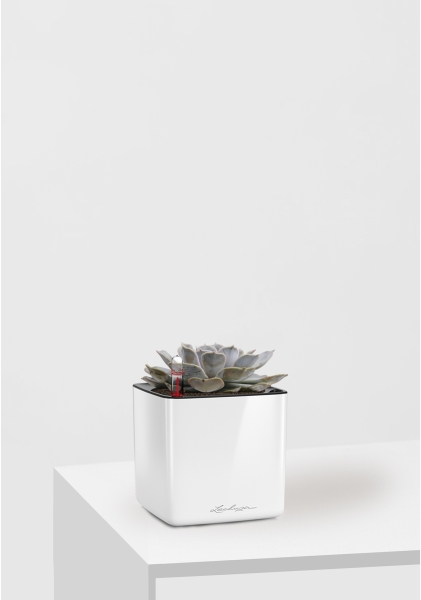 Эхеверия Лилацина 12/20 см в CUBE GLOSSY 14