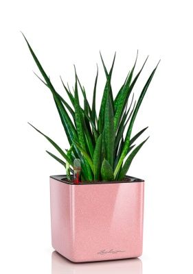 Сансевиерия Кирки 12/37 см в CUBE GLOSSY KISS 14, кремовый блестящий