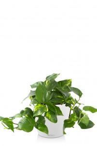 Сциндапсус в CLASSICO COLOR 21 Сциндапсус в CLASSICO COLOR 21