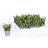 Рипсалис Бурчелли d5.5 см h10 см тип 1