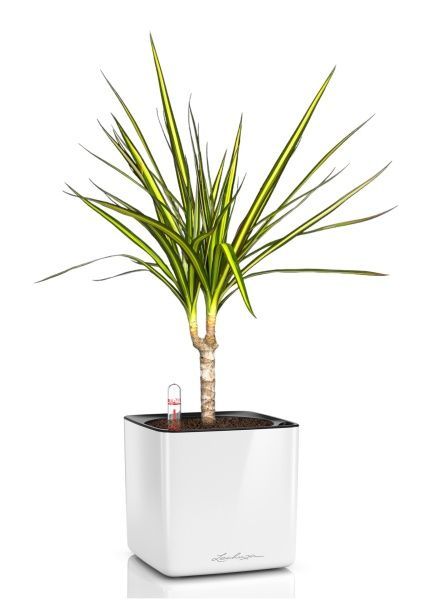 Драцена Маргината Санрей 12/40 см в CUBE Glossy 14