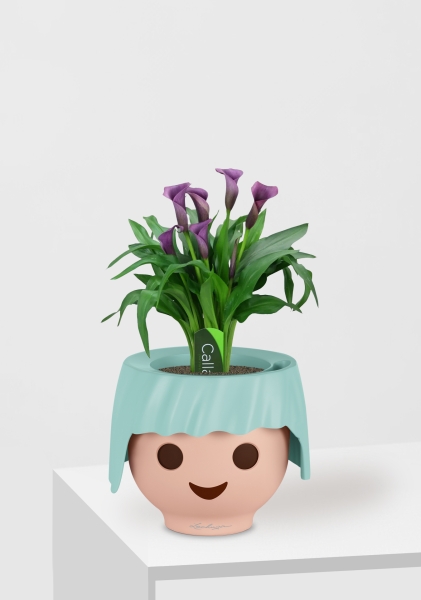 Калла микс фиолетовая 12/35 см в OJO Калла микс фиолетовая 12/35 см в OJO