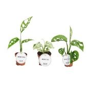 Монстера Mix d6 см h15 см