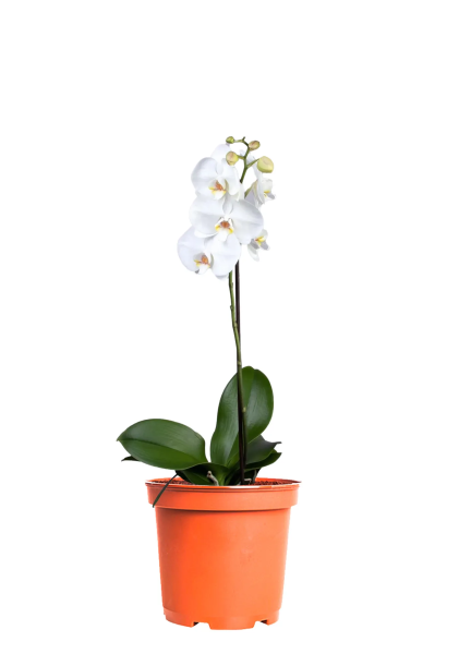 Орхидея Фаленопсис Софт Клауд 12/40 см