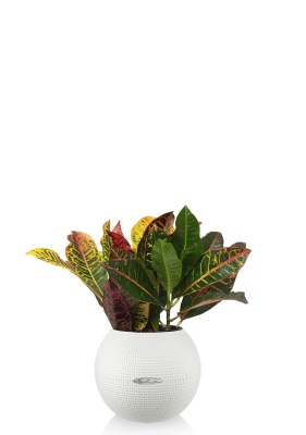 Кротон Петра 12/30 см в PURO 20, белый Кротон Петра 12/30 см в PURO 20, белый