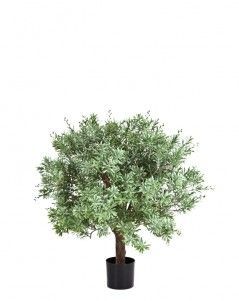 Кроссостефиум (Миллер) шар