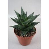 Хавортия лимифолия d8.5 см h9 см