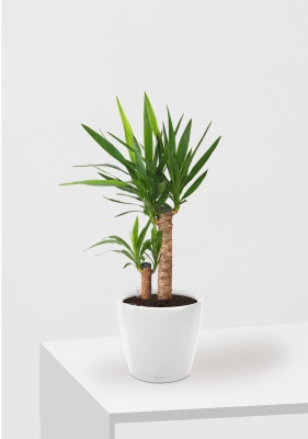 Юкка CLASSICO LS 21/75см Белый блестящий