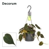 Филодендрон Сканденс d17 см Филодендрон Сканденс d17 см