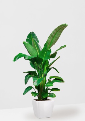 Стрелиция Николай 30/180 см в QUADRO LS 43 Стрелиция Николай 30/180 см в QUADRO LS 43