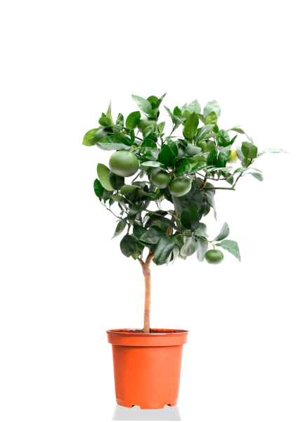 Цитрофортунелла Лайм 22/80 см