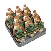 Хавортия Universe d6.5 см h8 см