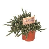 Рипсалис Бацифера Horrida d10.5 см h20 см тип 2