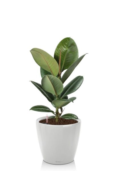 Фикус Эластика Робуста 17/60 см в CLASSICO LS 21 Фикус Эластика Робуста 17/60 см в CLASSICO LS 21