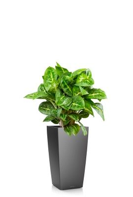 Аглаонема Лемон Минт 19/50 см в CUBICO 30, антрацитовый металлик Аглаонема Лемон Минт 19/50 см в CUBICO 30, антрацитовый металлик