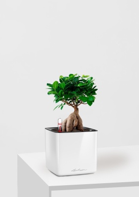 Фикус Микрокарпа 12/30 см в CUBE Glossy 14