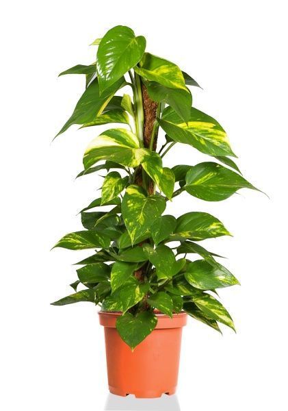 Сциндапсус на опоре 24/80 см Сциндапсус на опоре 24/80 см