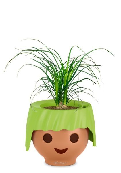 Нолина 3 луковицы 12/30 см в OJO